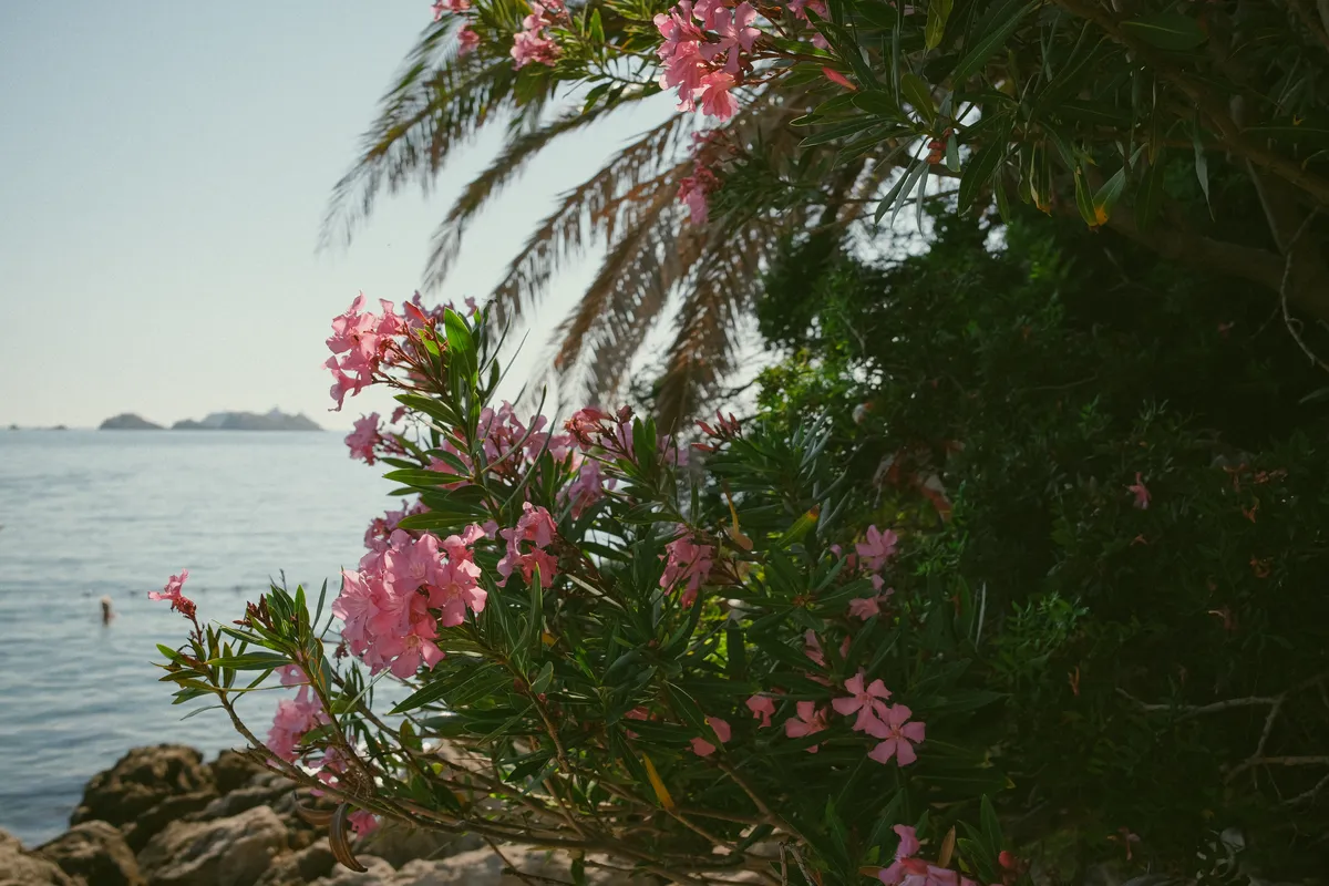 Pink oleander above the Adriatic